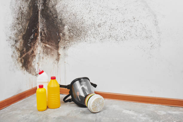Best Bathroom Mold Remediation in East Dublin, GA