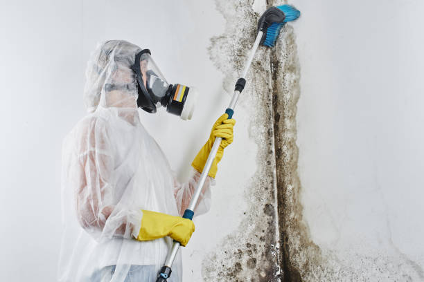 Best Insurance-Related Mold Remediation in East Dublin, GA