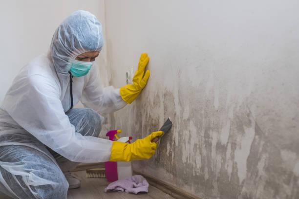 Best Emergency Mold Remediation in East Dublin, GA
