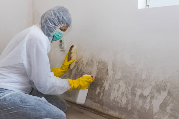 Best Commercial Mold Remediation in East Dublin, GA
