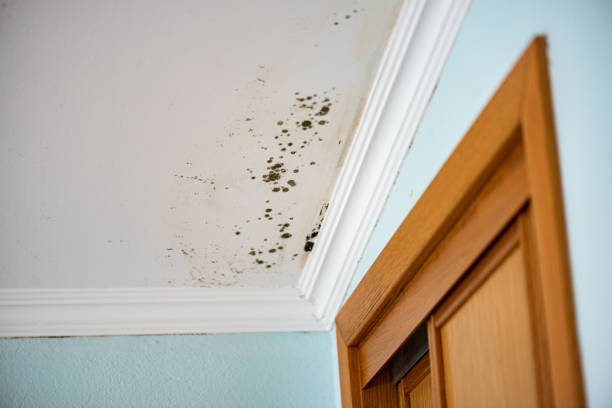 Reliable East Dublin, GA Mold Remediation Solutions