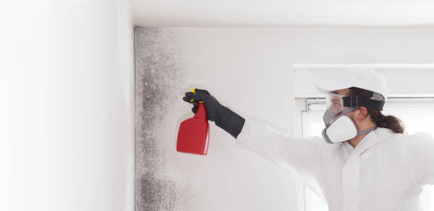 Best White Mold Remediation in East Dublin, GA