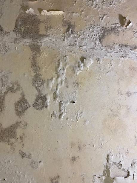 Best Residential Mold Remediation in East Dublin, GA