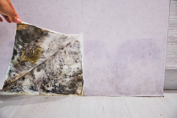  East Dublin, GA Mold Removal Pros